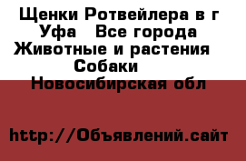 Щенки Ротвейлера в г.Уфа - Все города Животные и растения » Собаки   . Новосибирская обл.